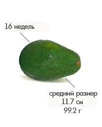 16 недель.jpg